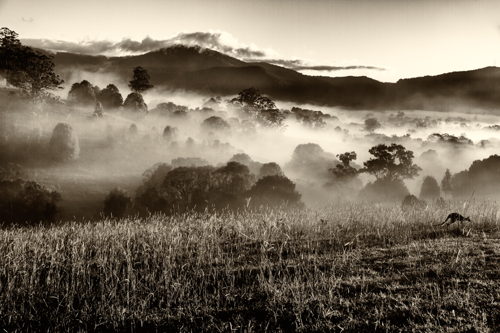 Morgennebel