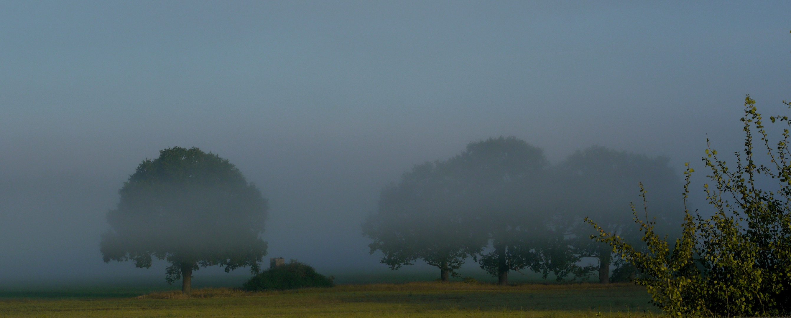 Morgennebel