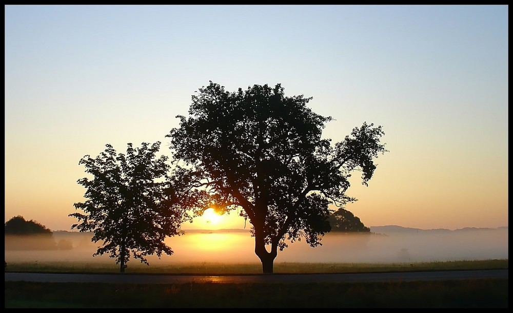 Morgennebel