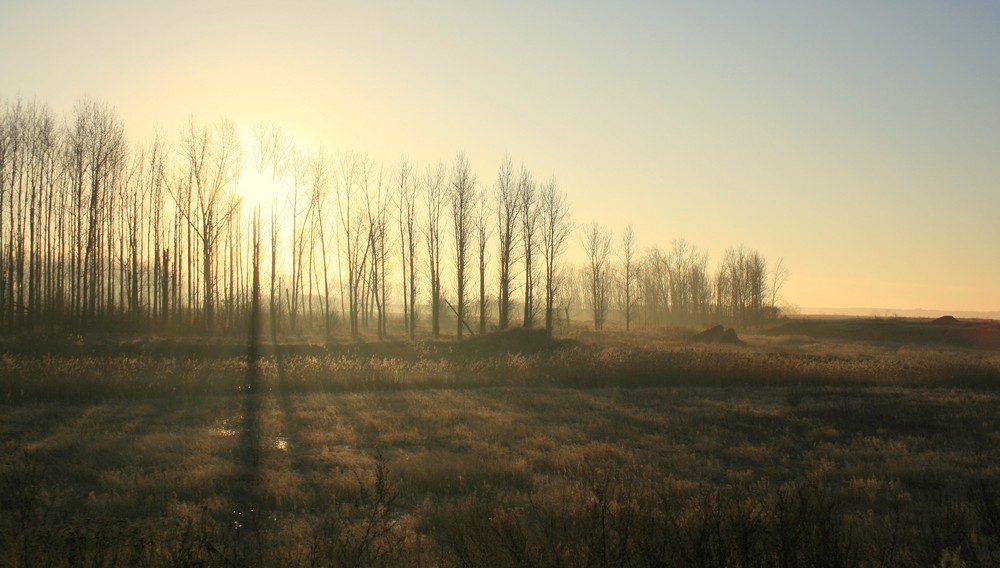 morgennebel