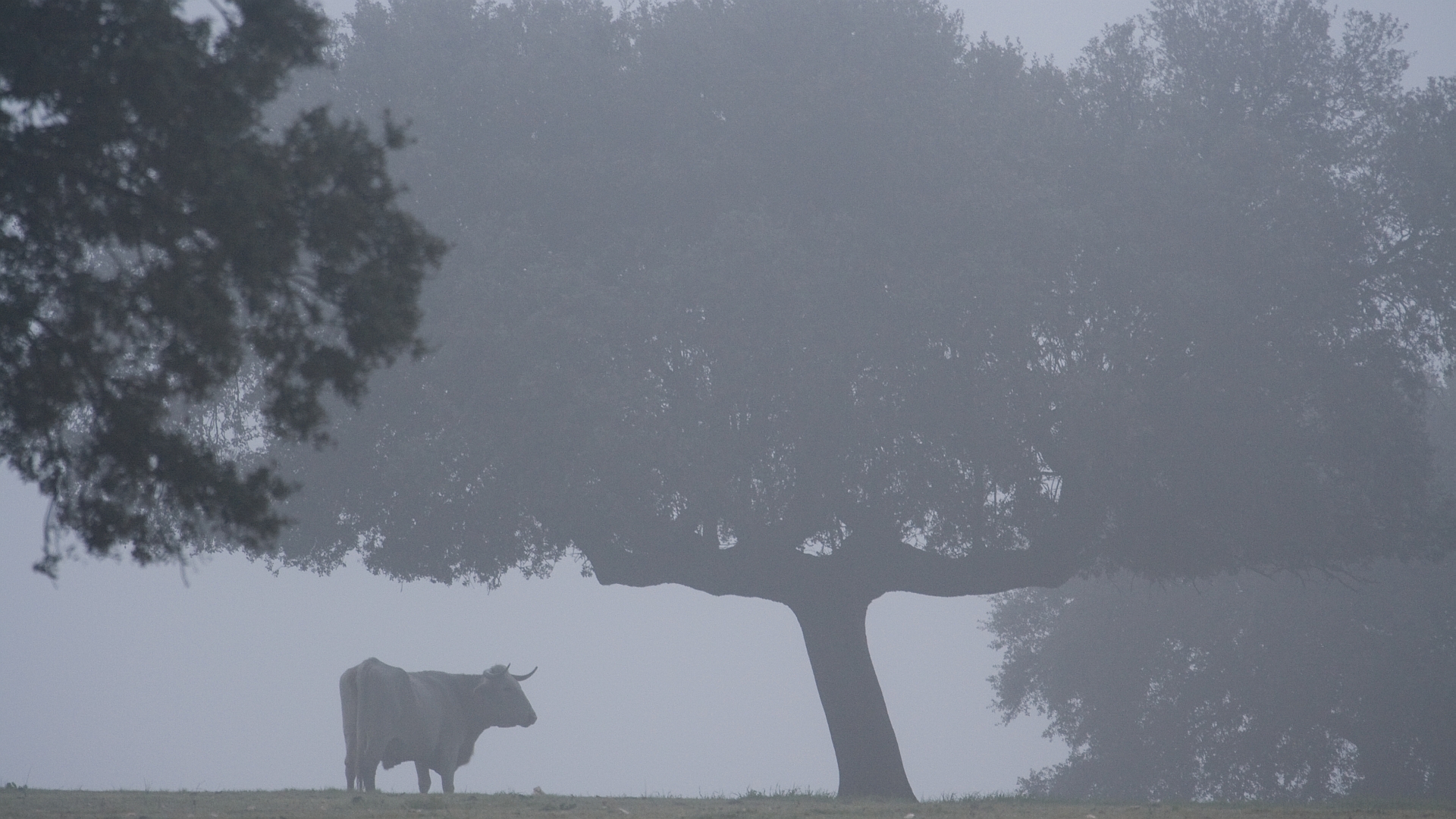 Morgennebel