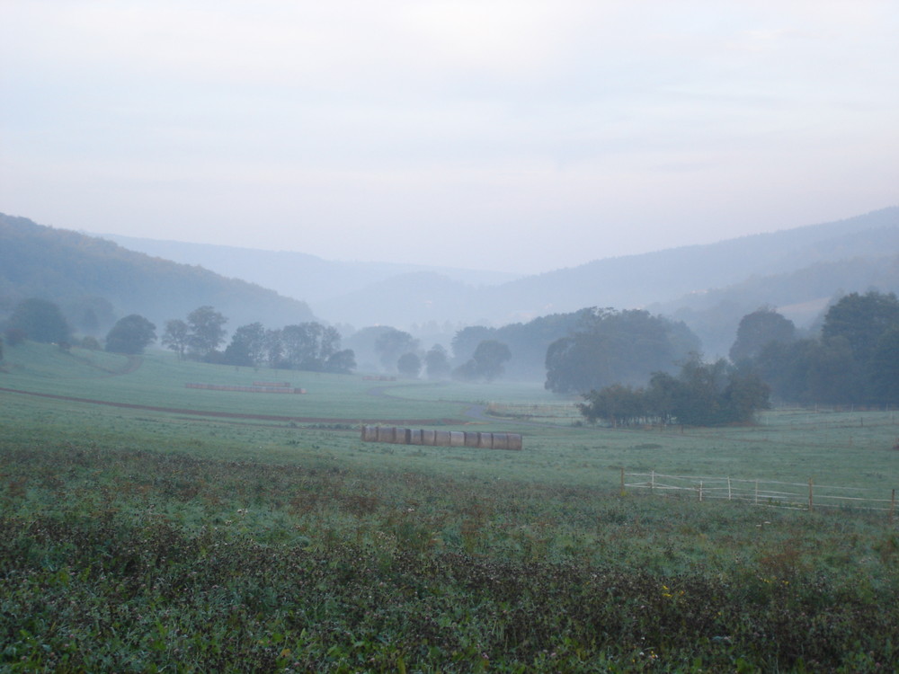 Morgennebel