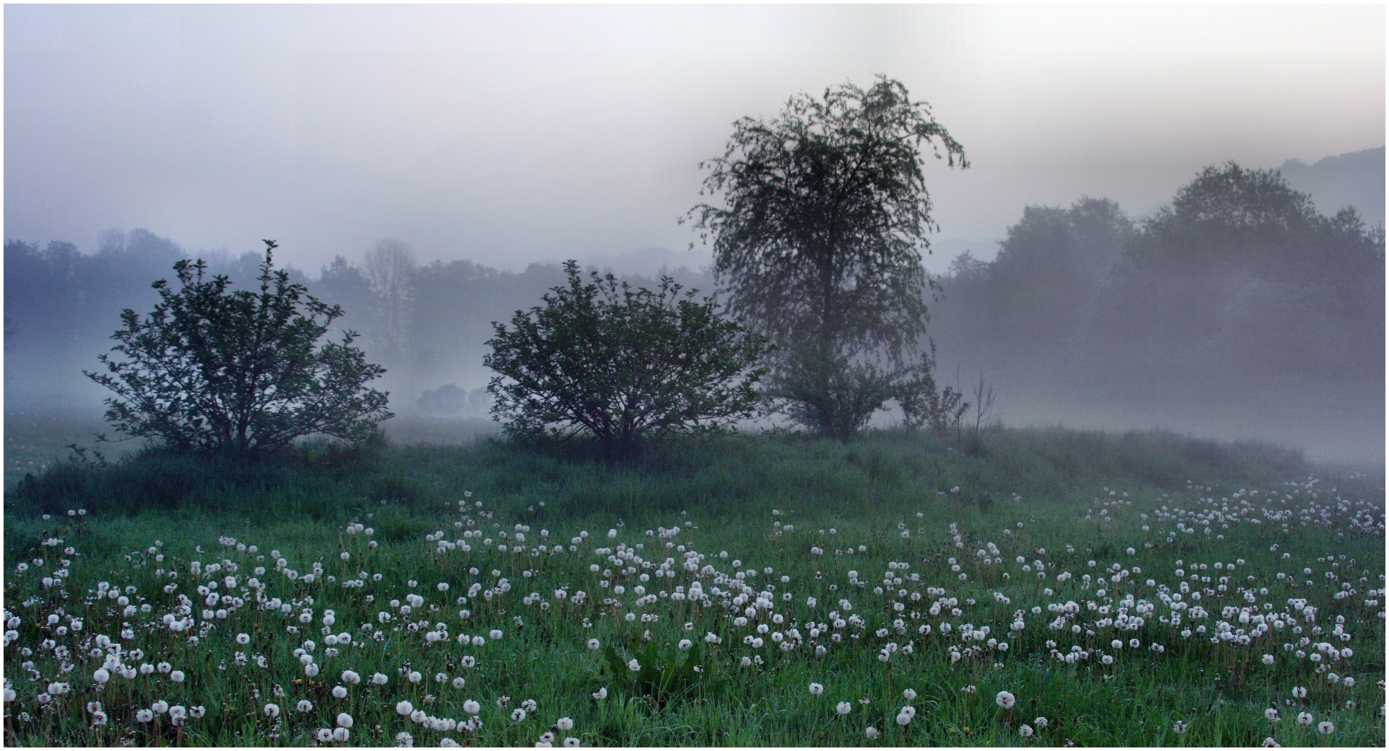 Morgennebel !