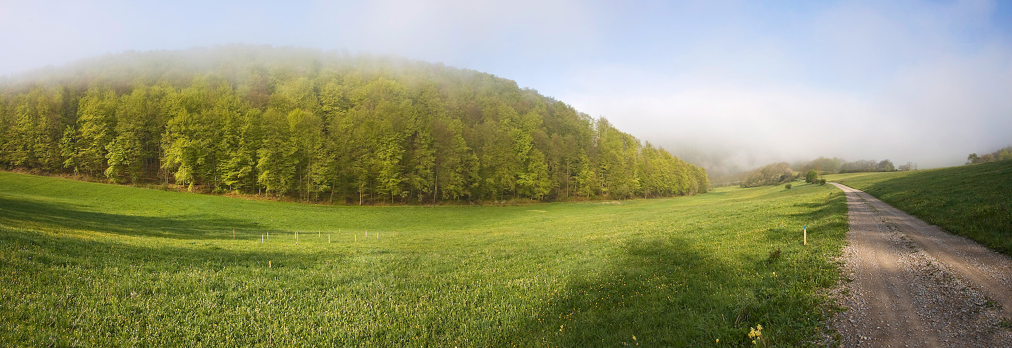 morgennebel