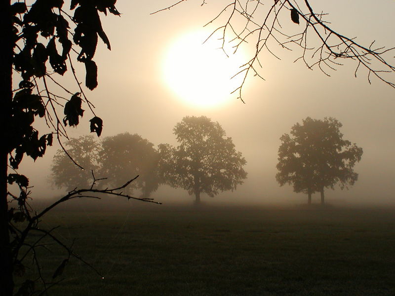 Morgennebel