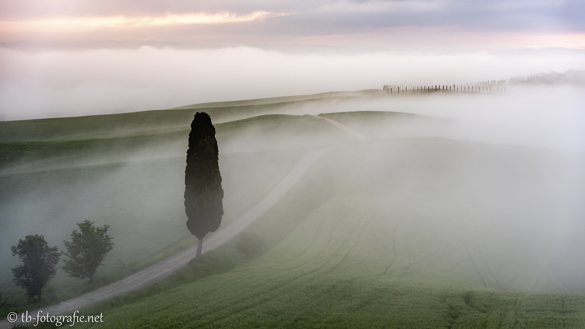 Morgennebel