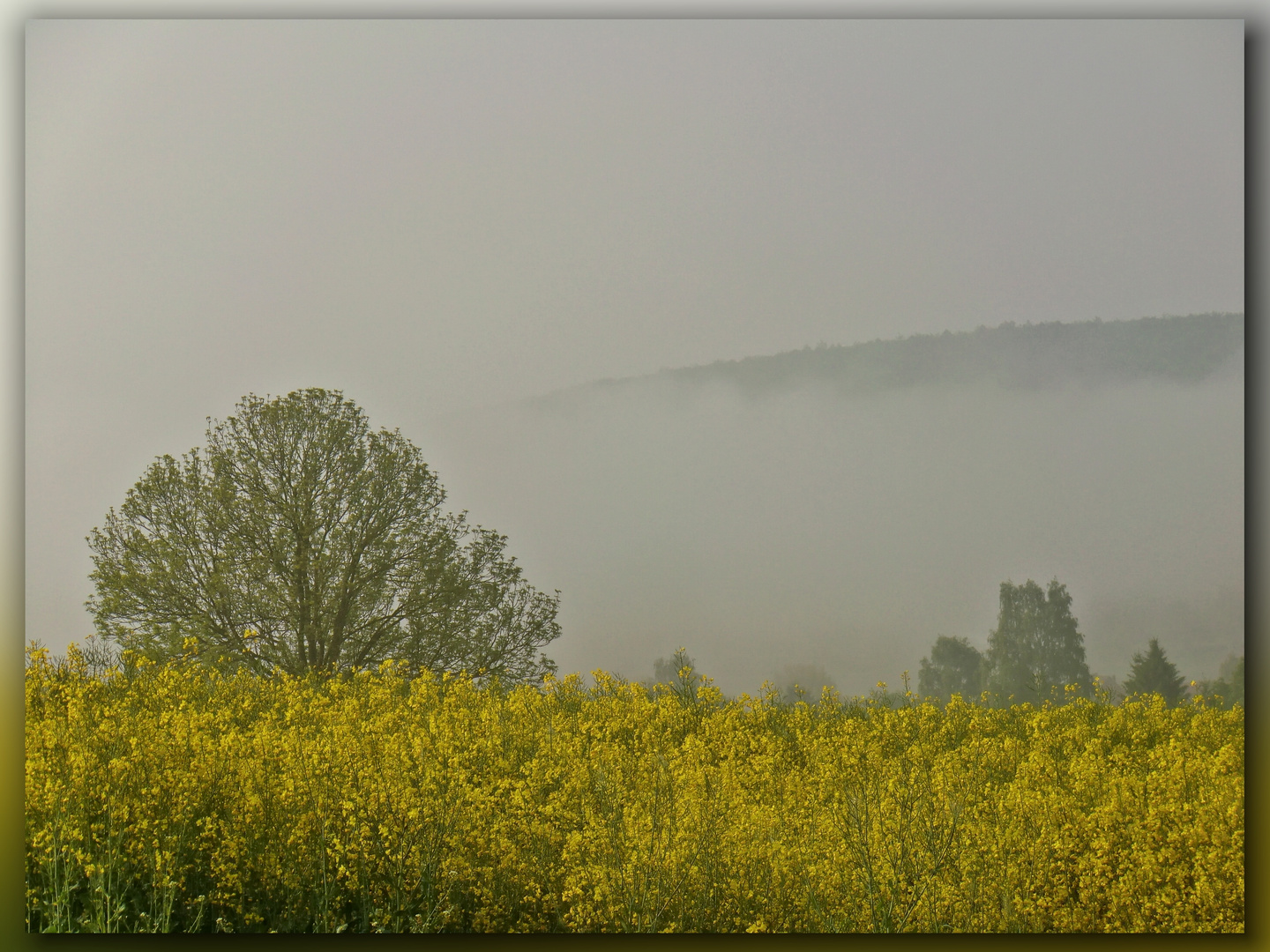 Morgennebel