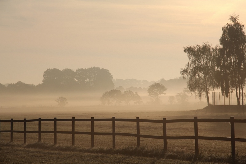 Morgennebel