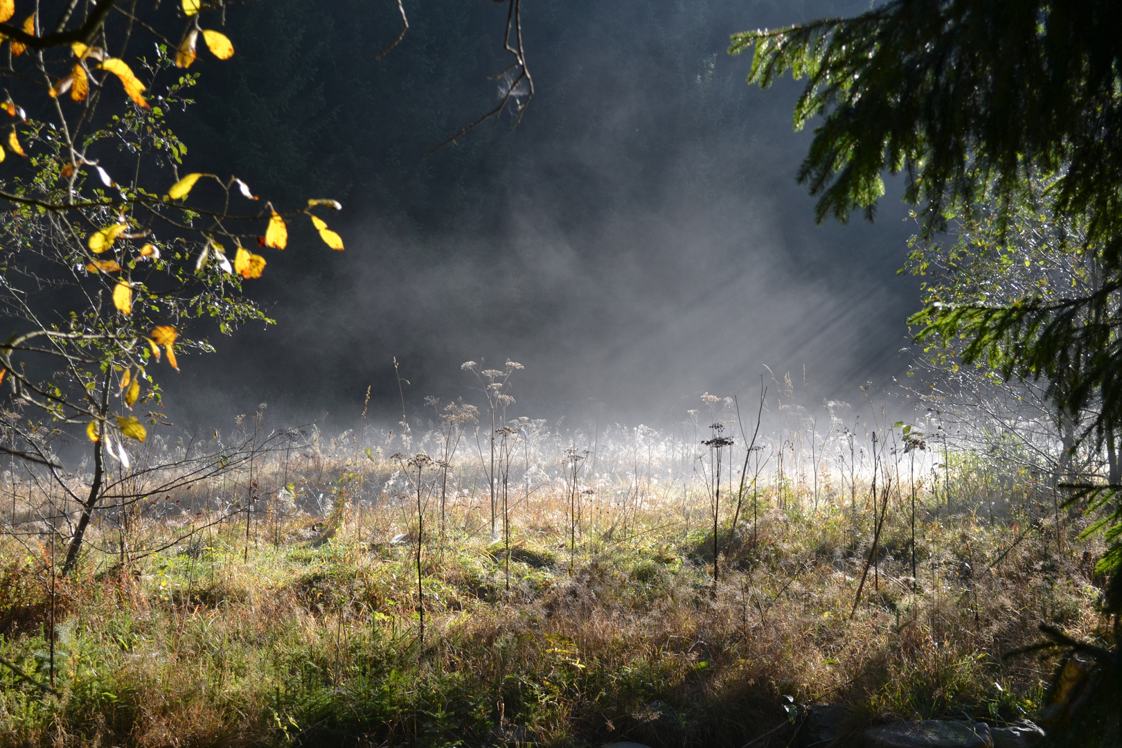 Morgennebel