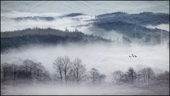 Morgennebel...