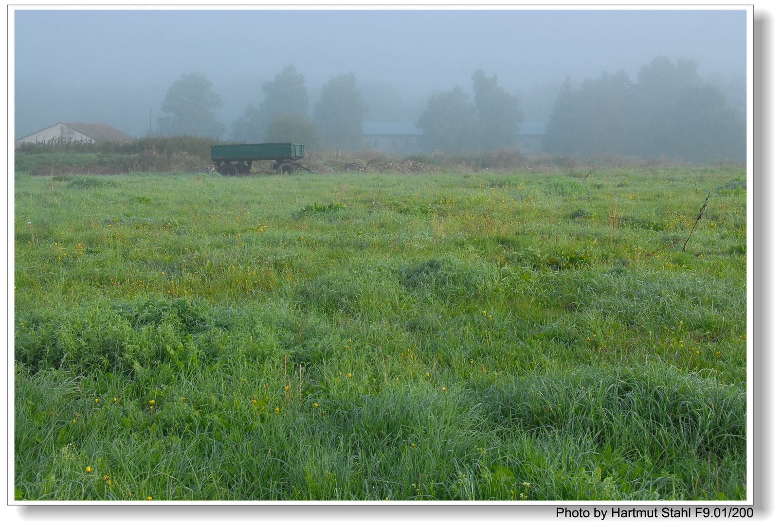 Morgennebel