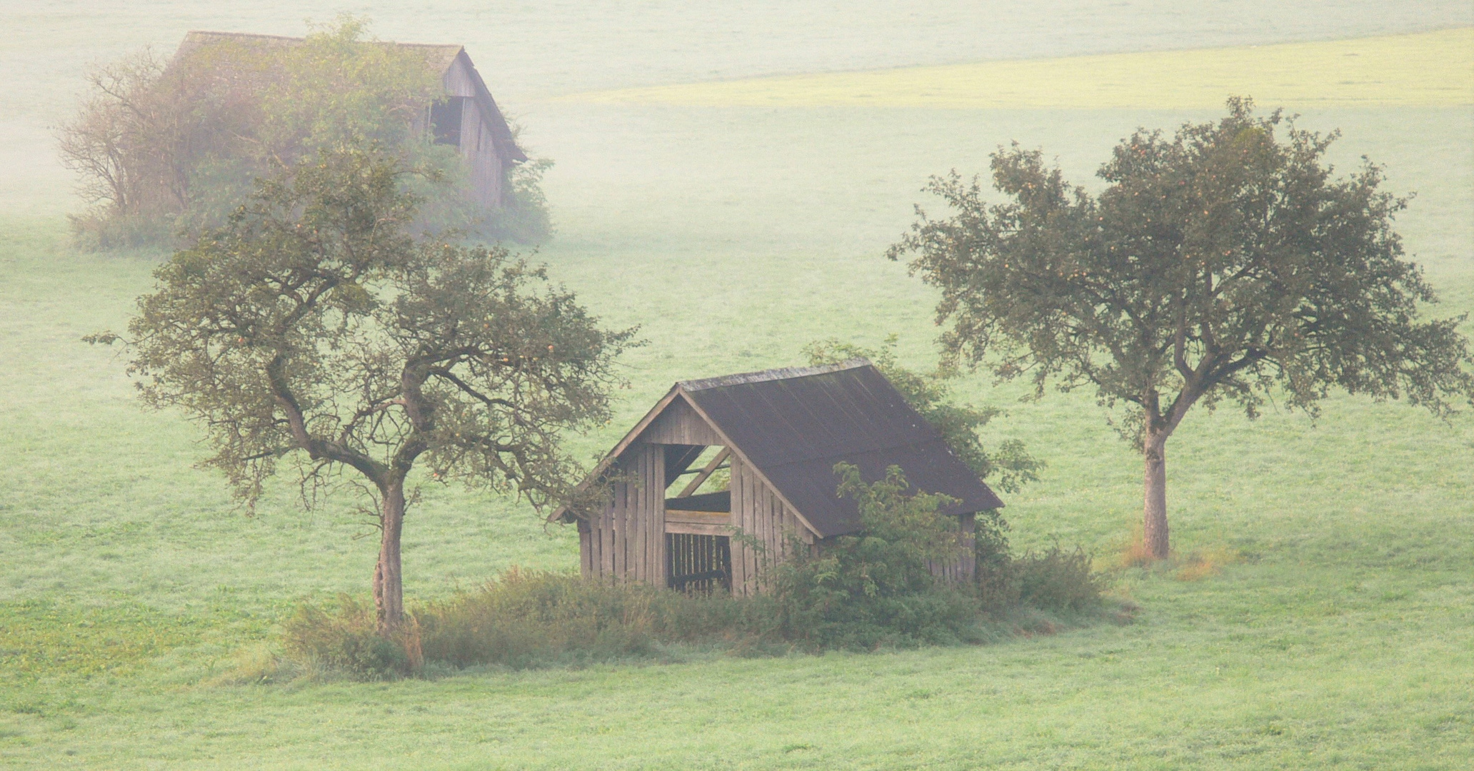 morgennebel a