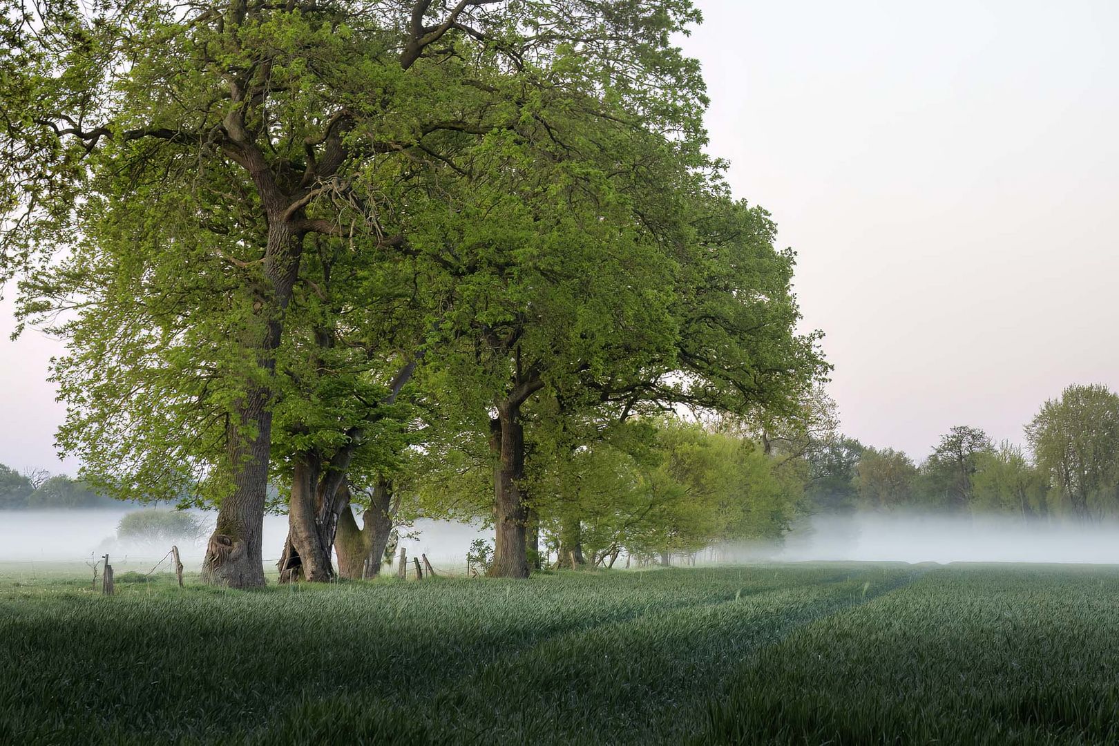 Morgennebel