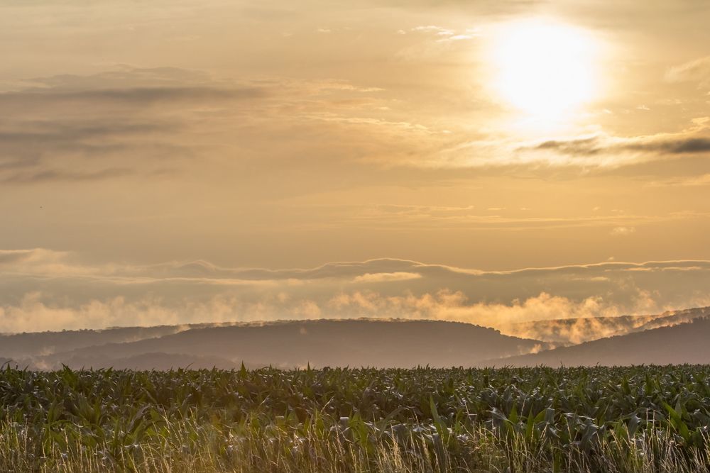 Morgennebel... von Verena Hellmund 