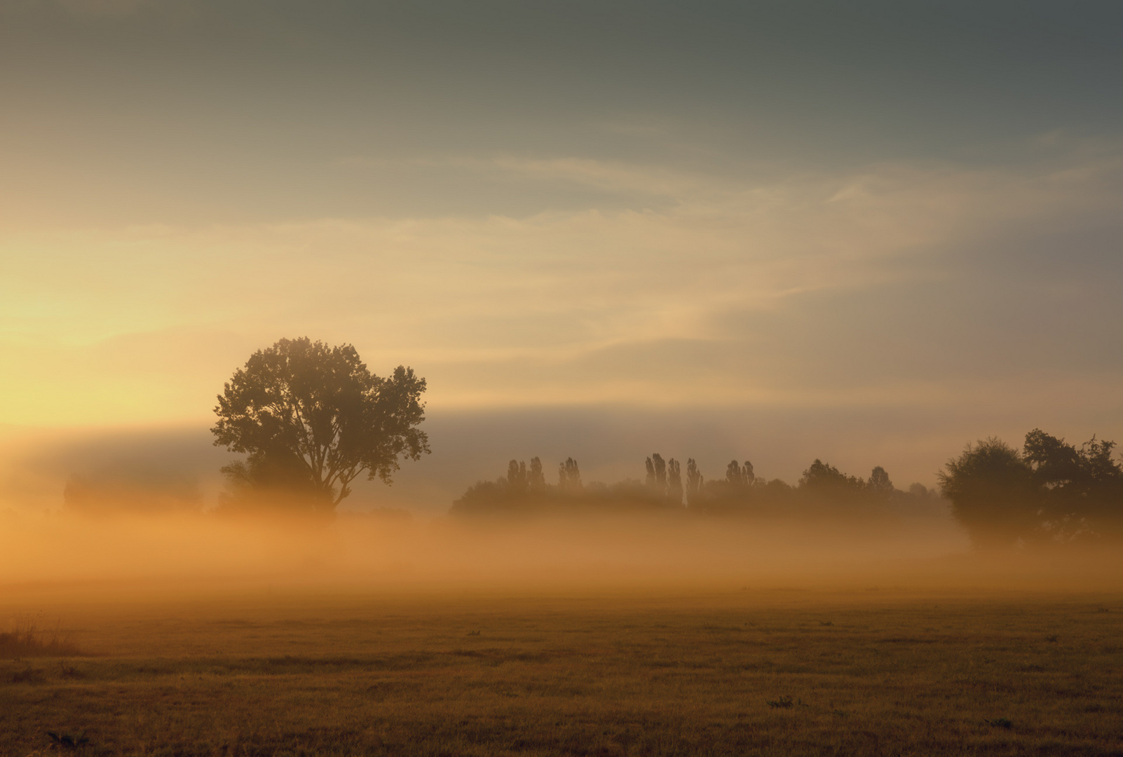 Morgennebel