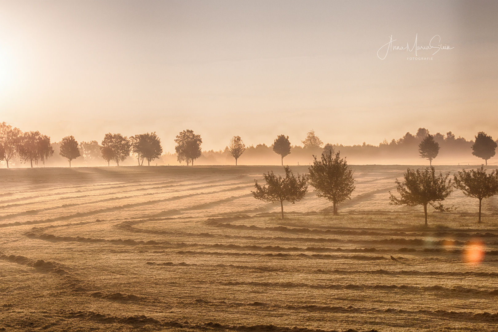 Morgennebel