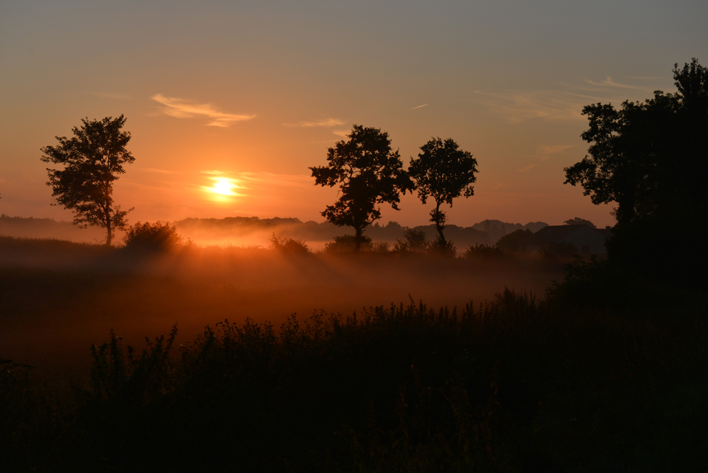 Morgennebel