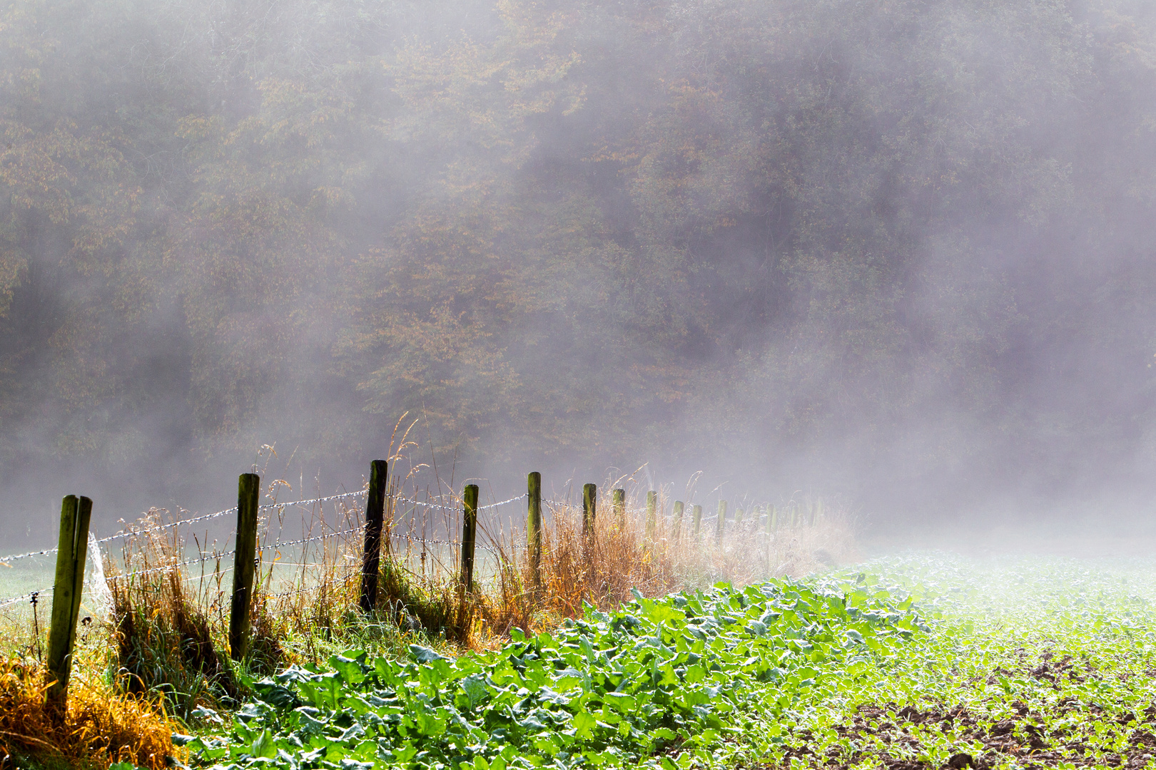 Morgennebel