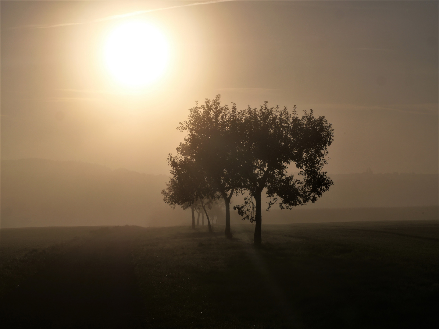 Morgennebel