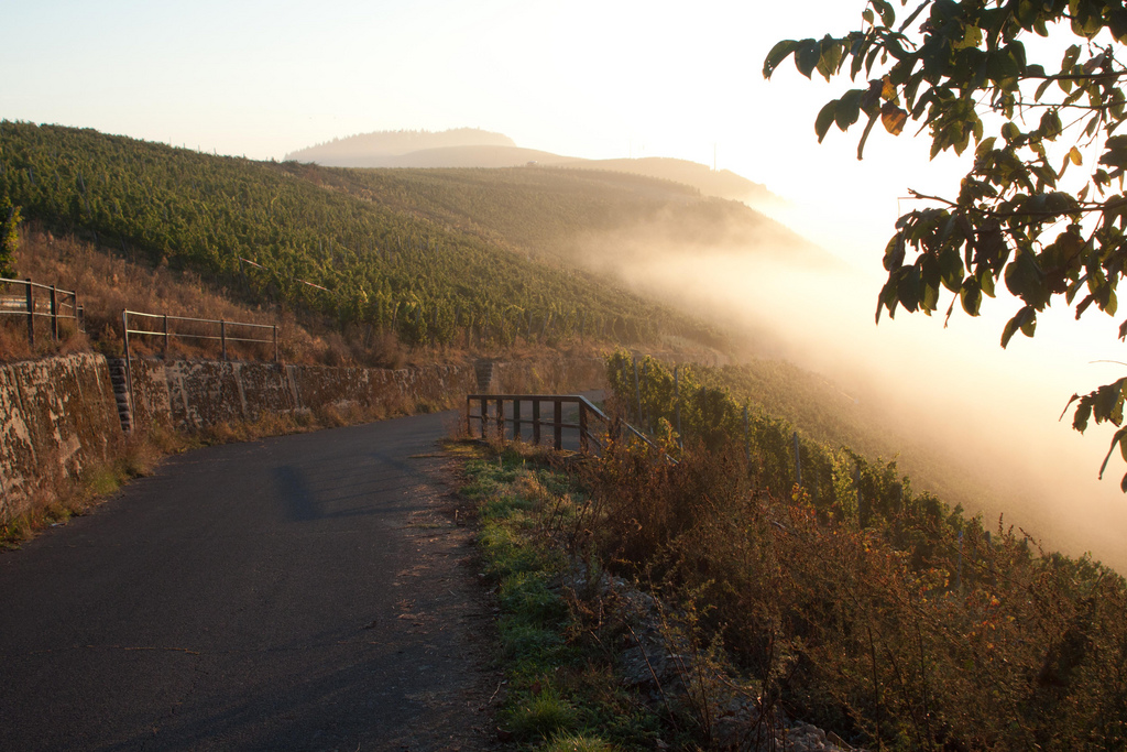 Morgennebel