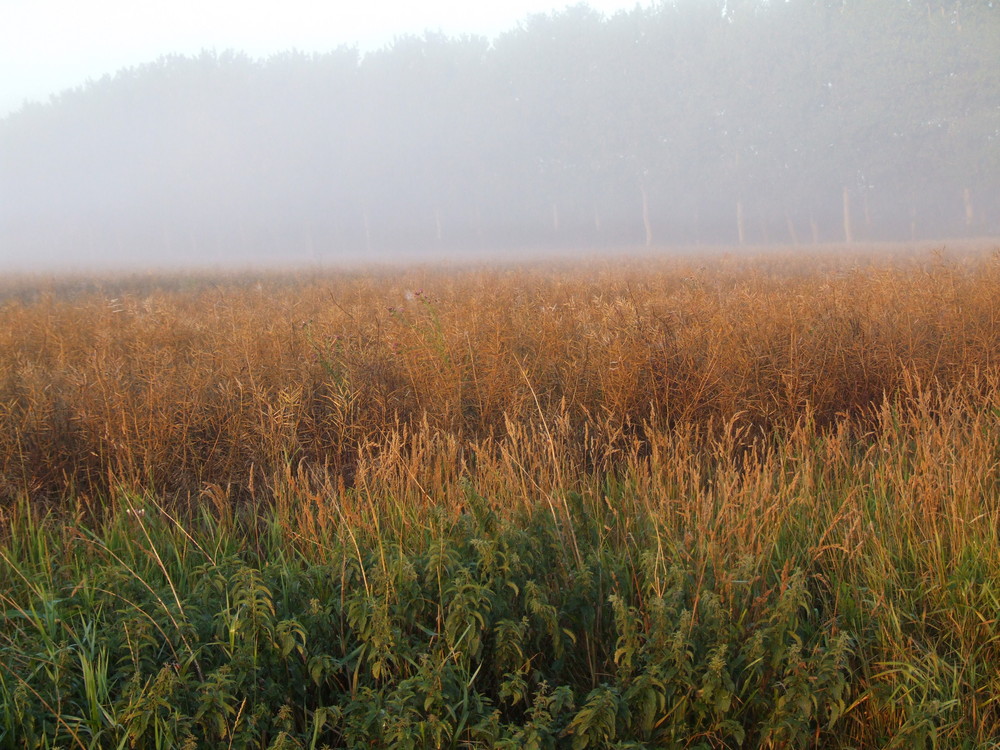 Morgennebel