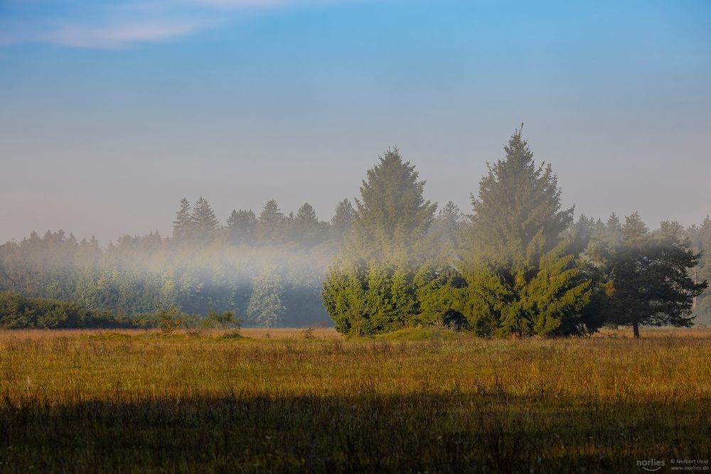 Morgennebel