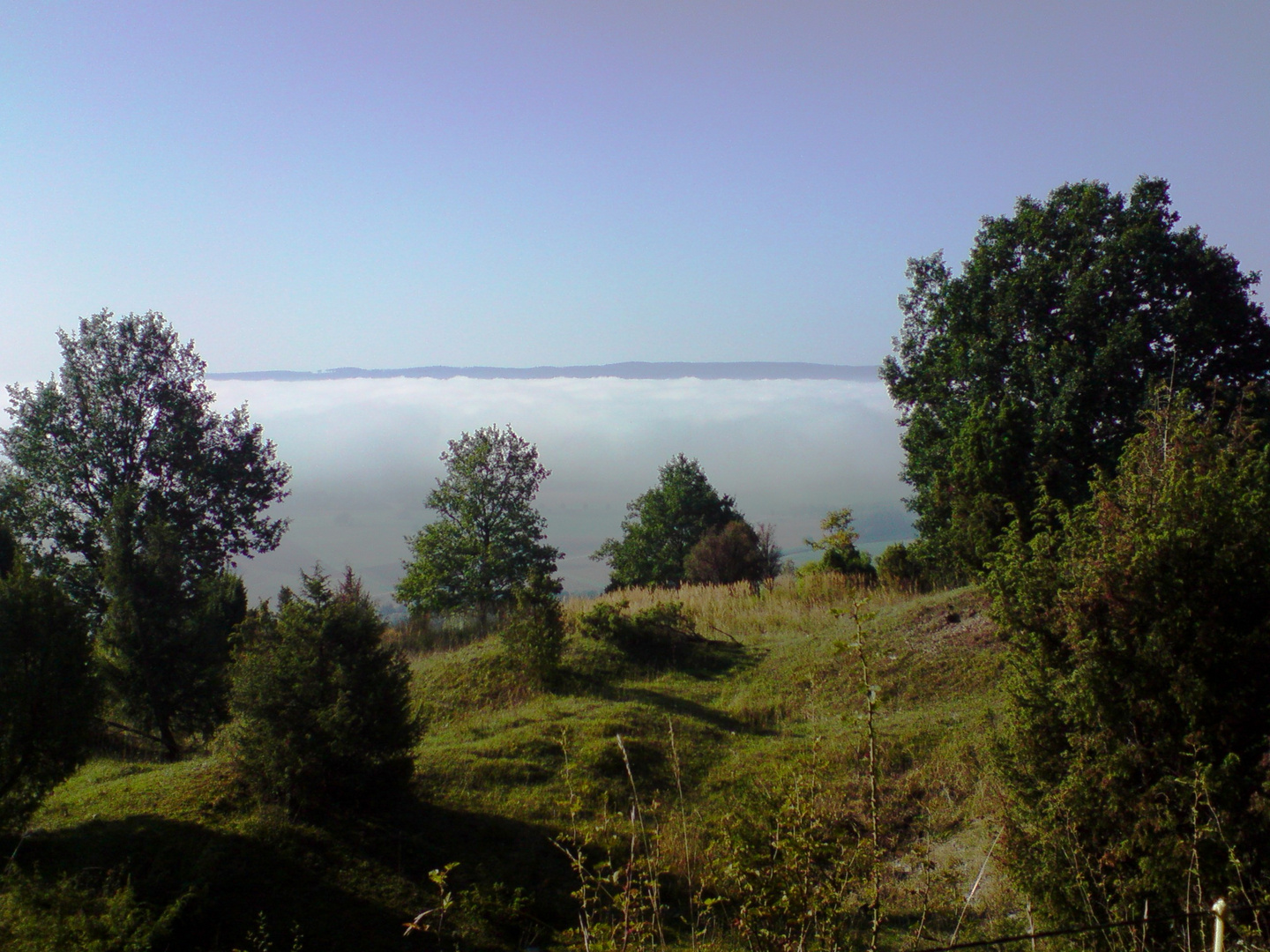 Morgennebel , Altendorfer Berg .