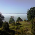 Morgennebel , Altendorfer Berg .