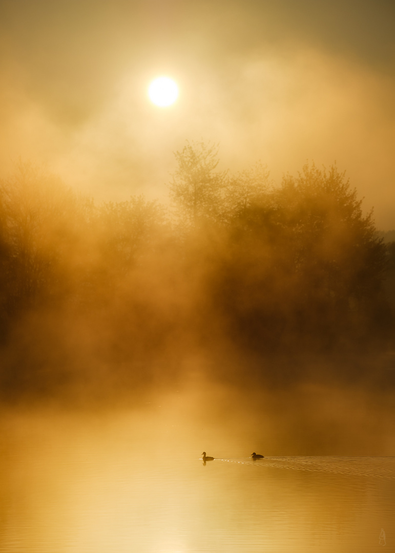 Morgennebel am Baggersee