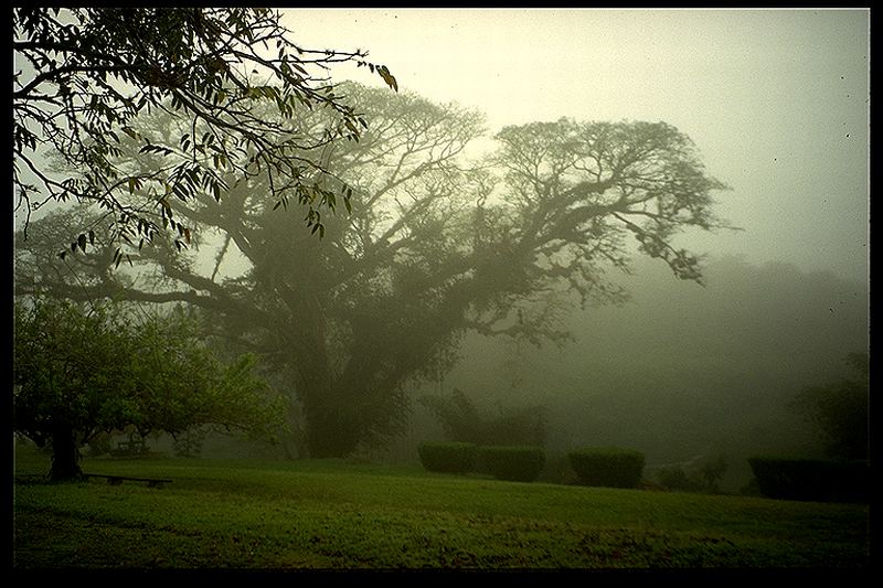 Morgennebel am Belize River