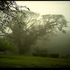 Morgennebel am Belize River