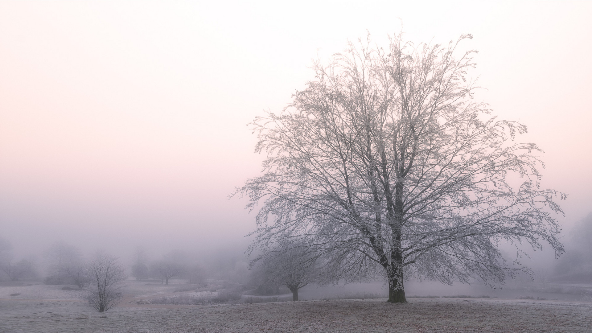 Morgennebel am Charlottensee