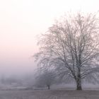 Morgennebel am Charlottensee