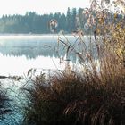 Morgennebel am Elbsee