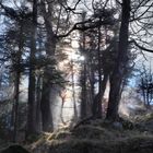 Morgennebel am Falkenstein