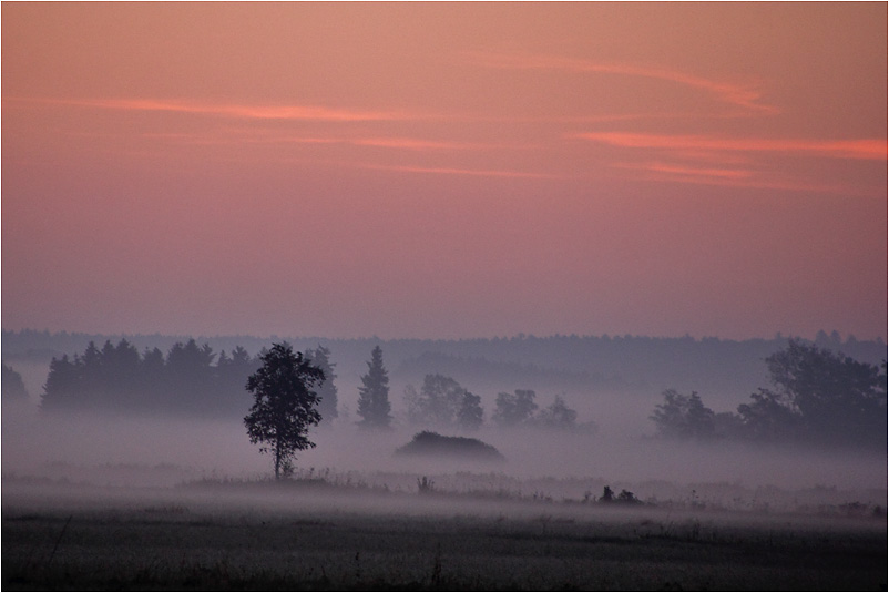 Morgennebel am Federseegebiet