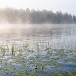 Morgennebel am Fiolen (2)