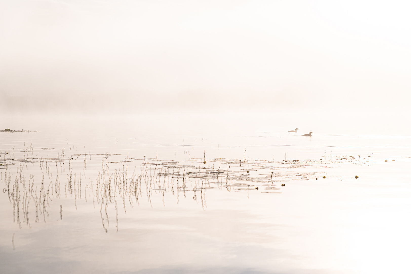 Morgennebel am Fiolen (3)