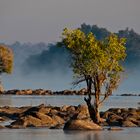 Morgennebel am Kafue / Sambia