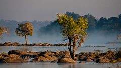 Morgennebel am Kafue / Sambia