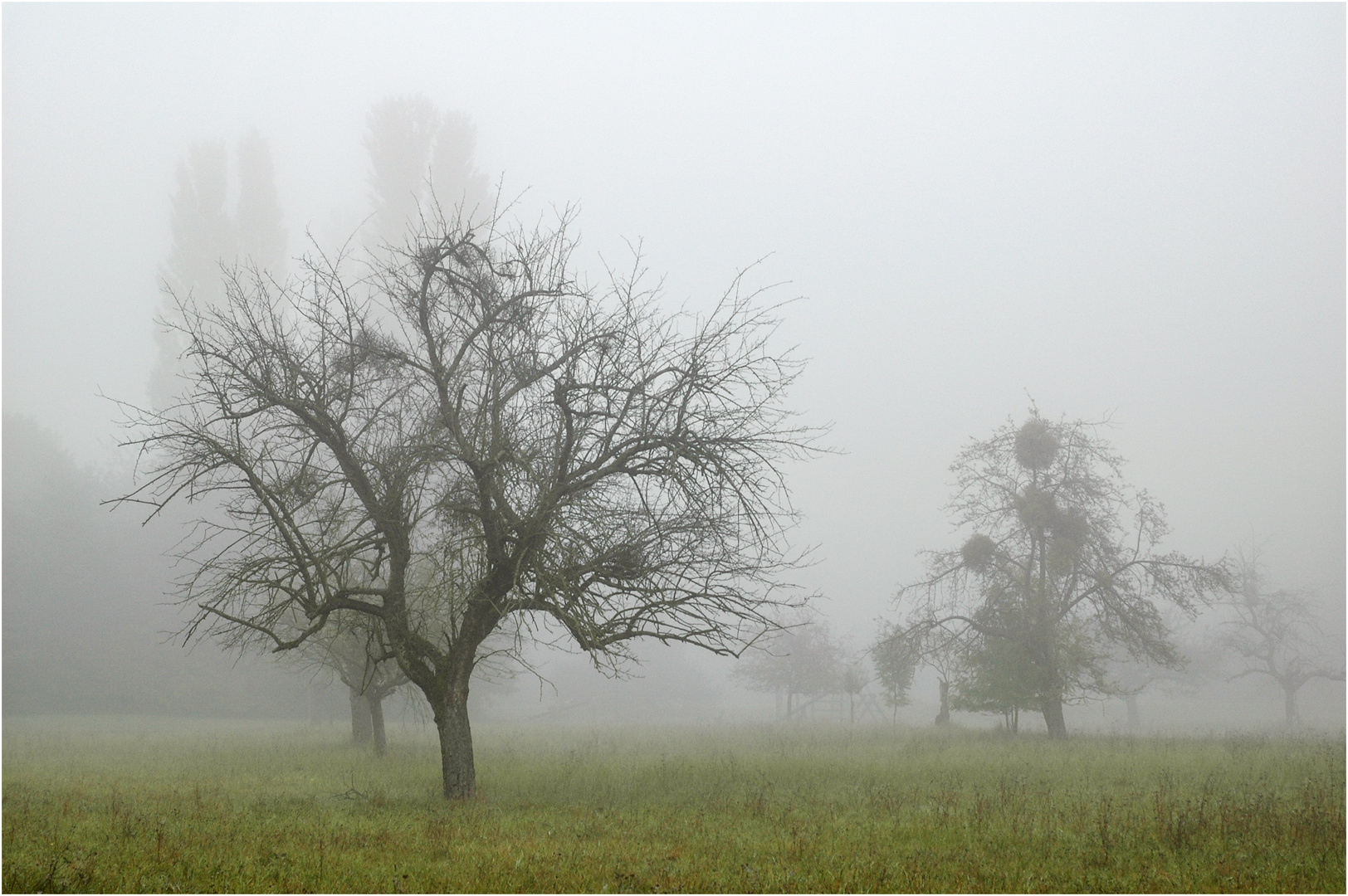 "Morgennebel" - am Kühkopf, Oktober 2005