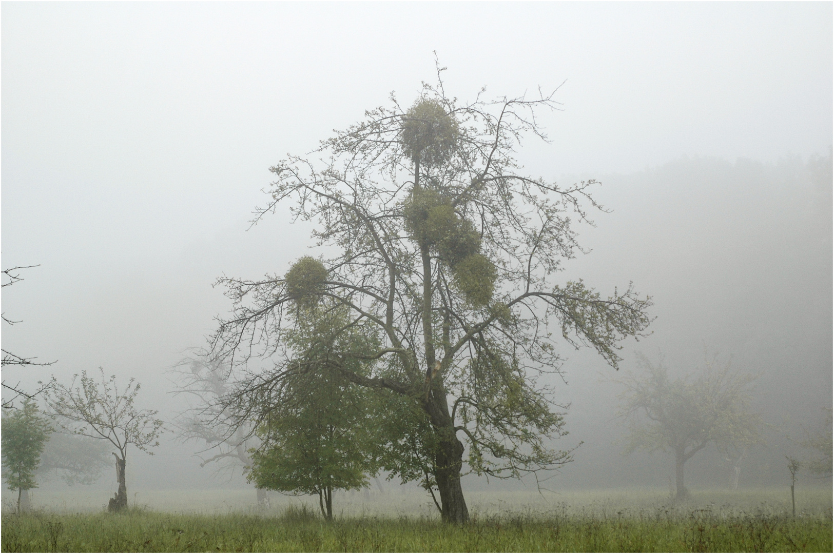 "Morgennebel" - am Kühkopf, Oktober 2005