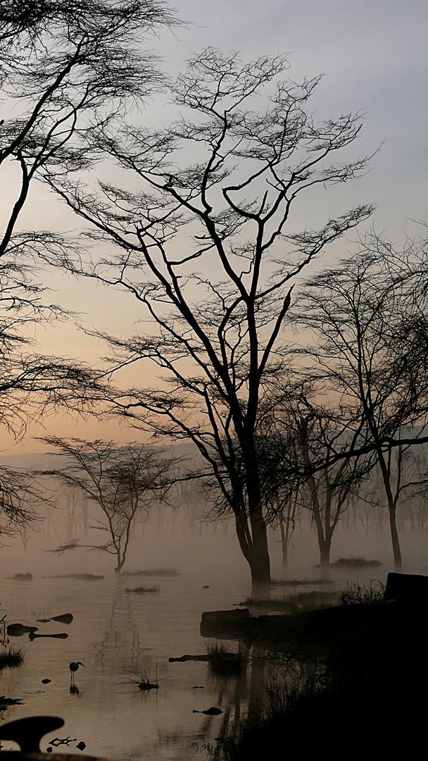 Morgennebel am Lake Nakuru