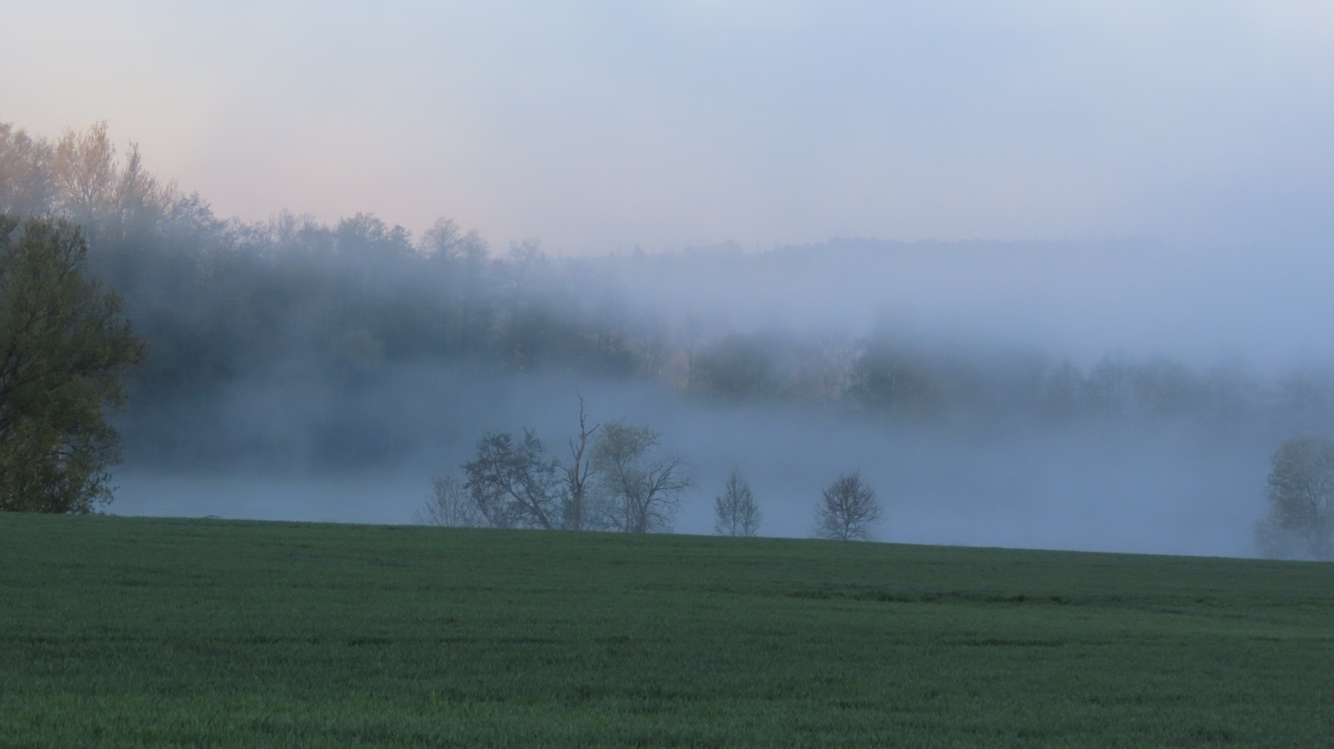 Morgennebel am Main