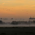 Morgennebel am Niederrhein