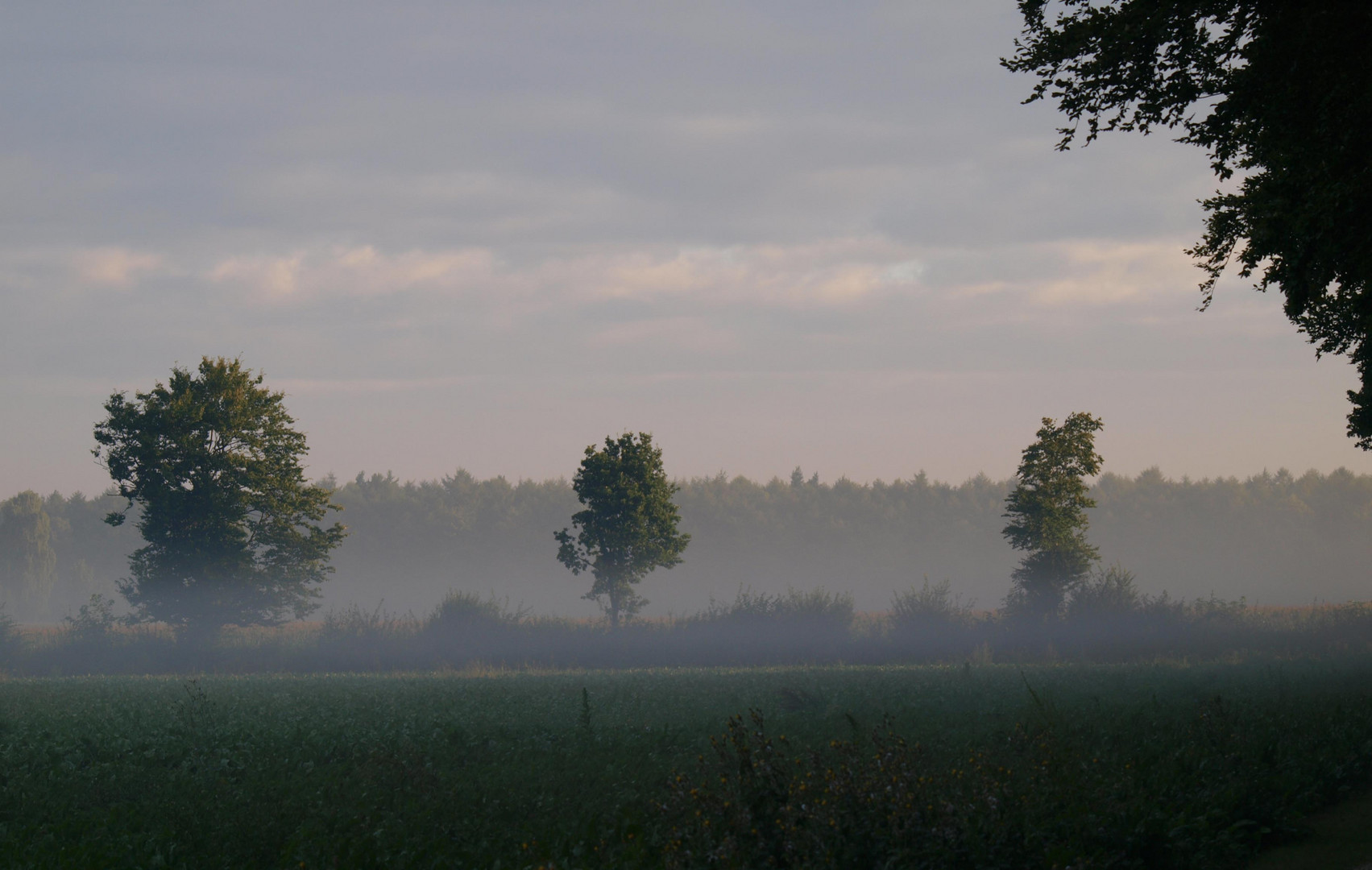 Morgennebel am Niederrhein