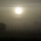 Morgennebel am Niederrhein