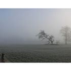 " Morgennebel am Niederrhein "