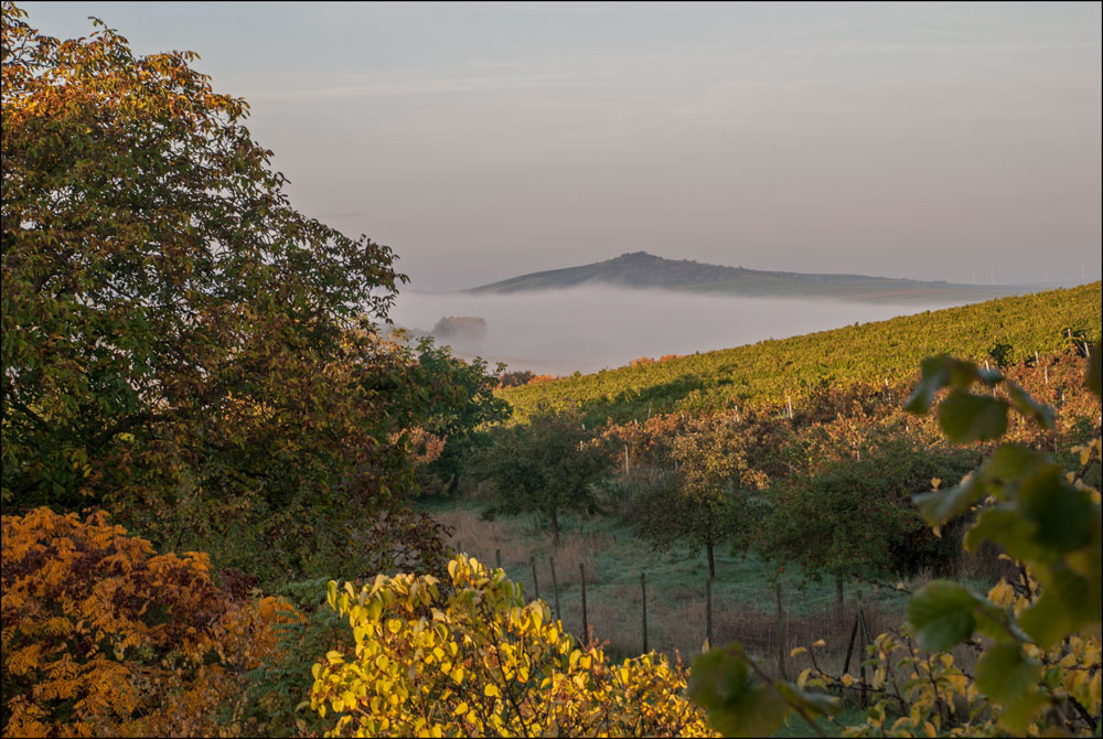 Morgennebel am Petersberg