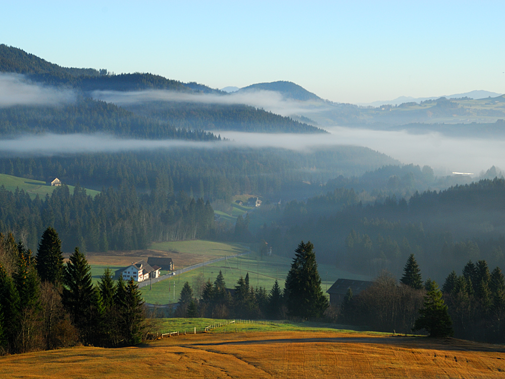 Morgennebel am Raten (ZG)